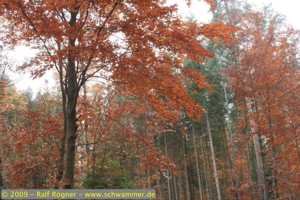 Landschaft