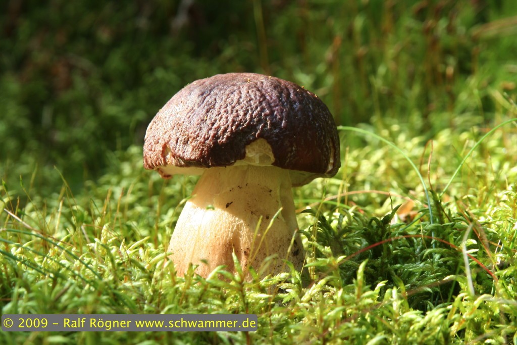 Kiefernsteinpilz