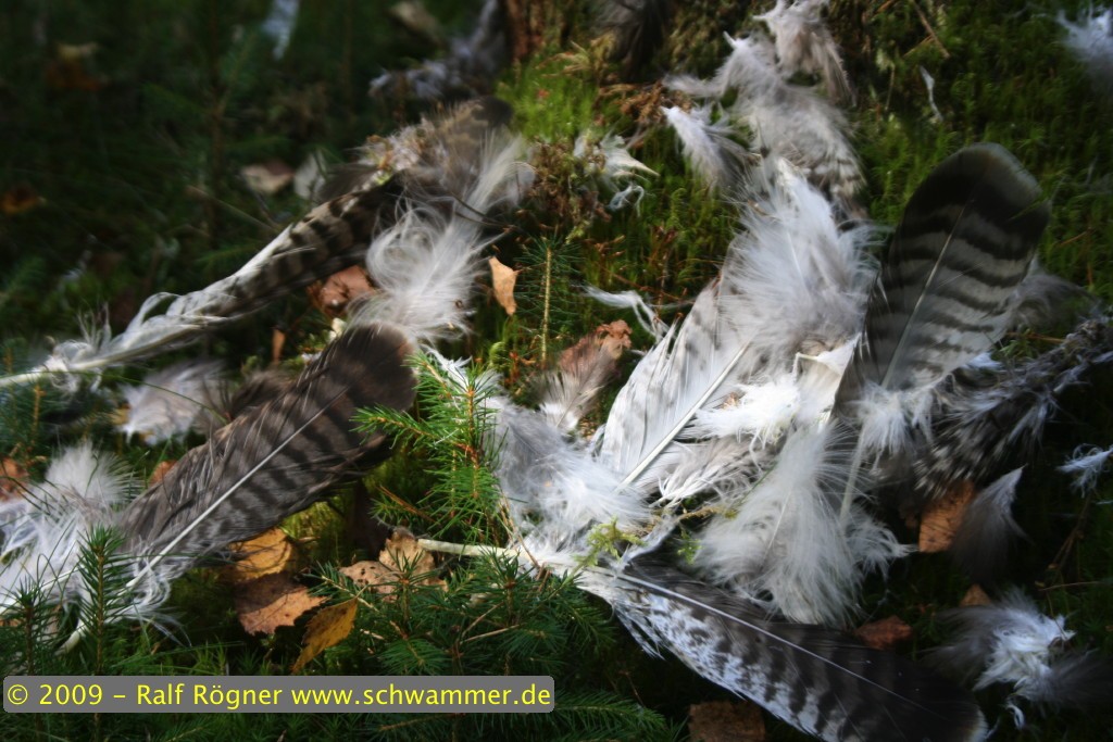 Überreste eines Raubvogels