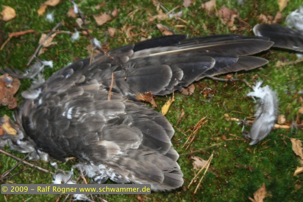 Überreste eines Raubvogels