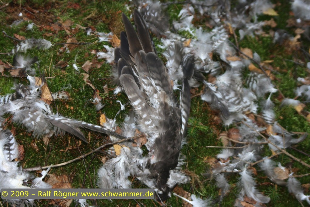 Überreste eines Raubvogels