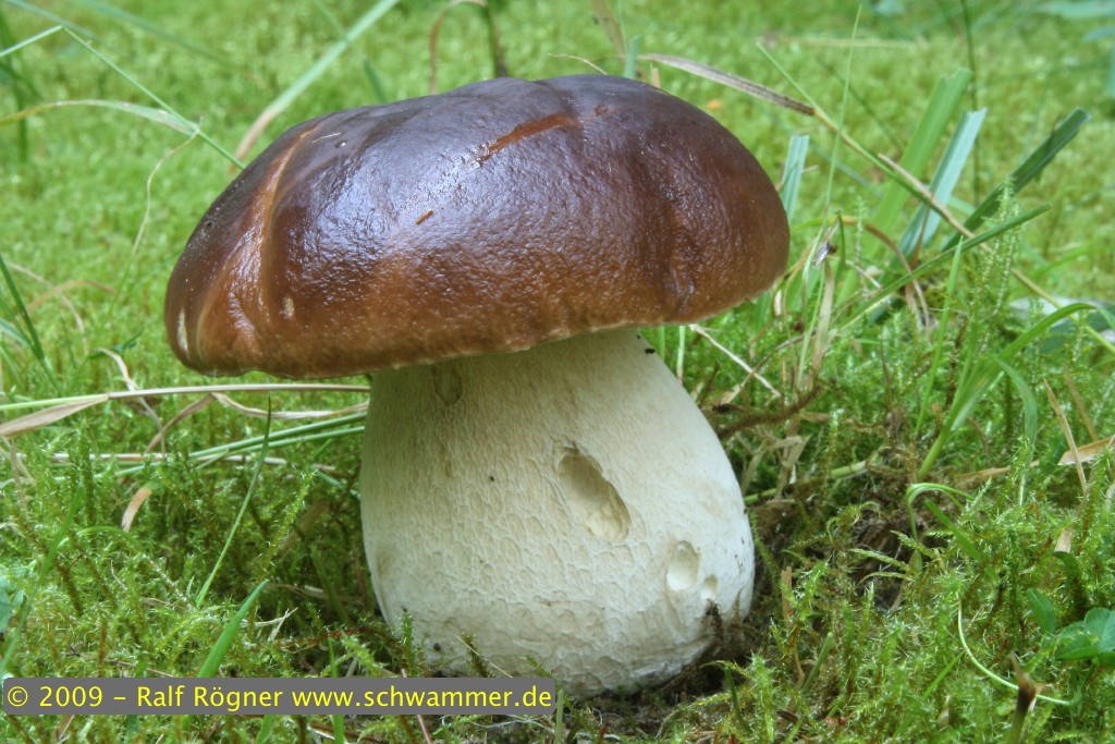 Fichtensteinpilz