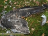 Überreste eines Raubvogels
