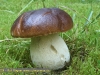 Fichtensteinpilz