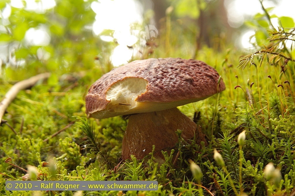 Kiefernsteinpilz