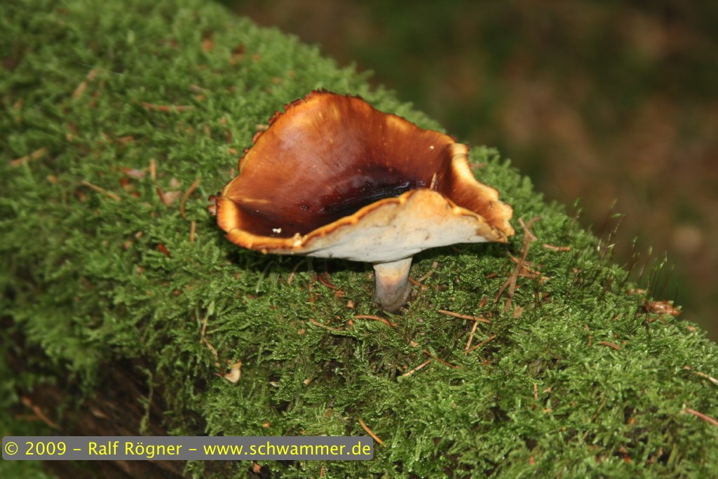 Porlinge