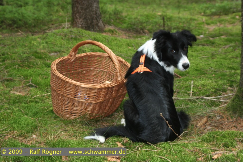 Molly bewacht den Korb
