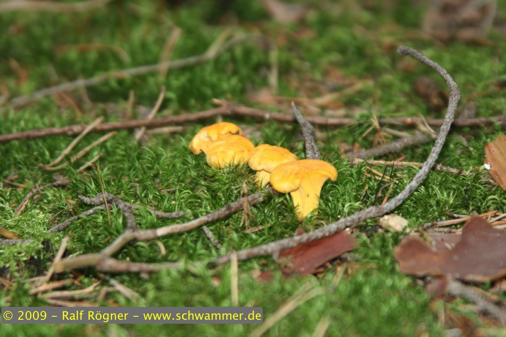 Pfifferlinge