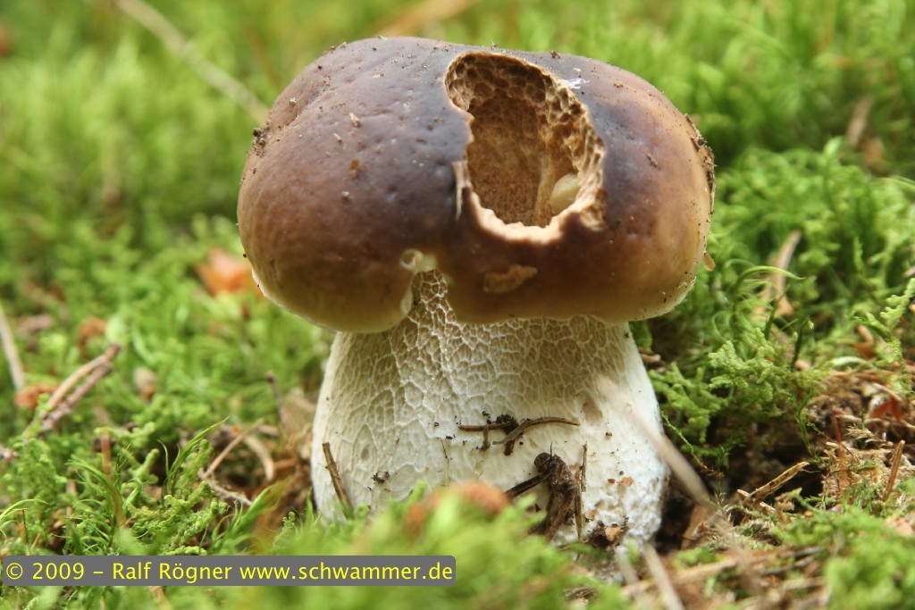 Fichtensteinpilz (Boletus edulis)