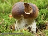 Fichtensteinpilz (Boletus edulis)