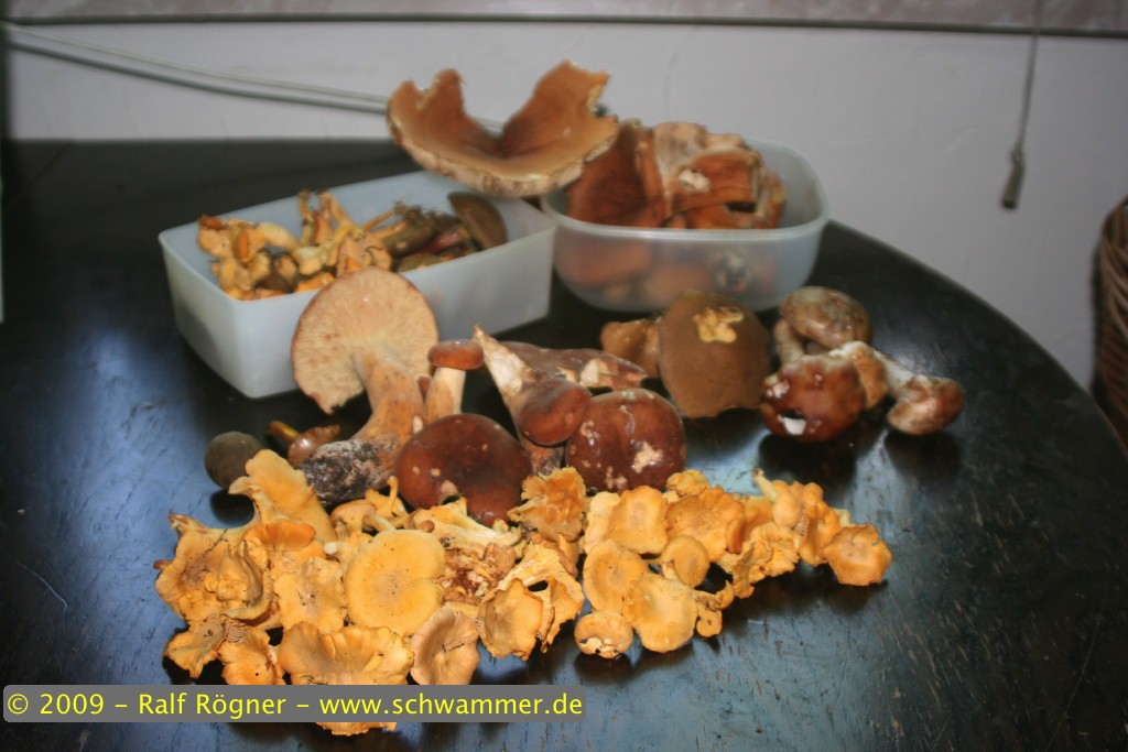 Die Funde des Wochenendes