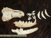 Fuchsschädel und Zähne