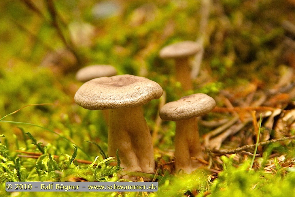 Kokosflockenmilchling