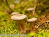 Kokosflockenmilchling