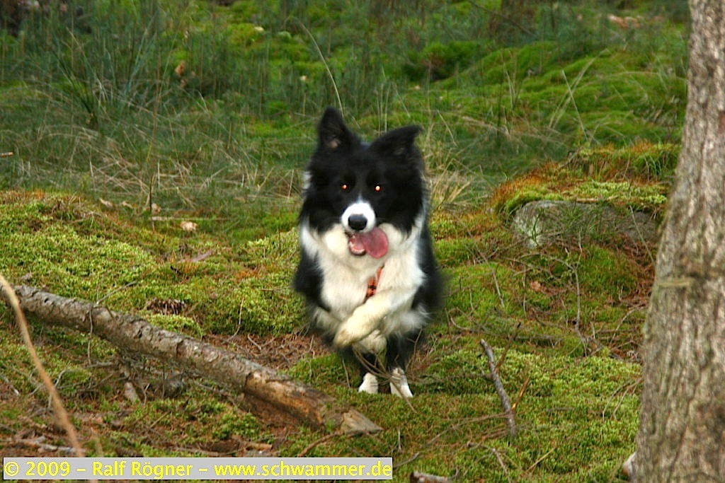 Molly im Sprung