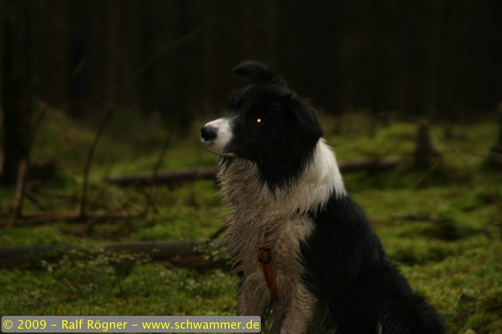 Molly
