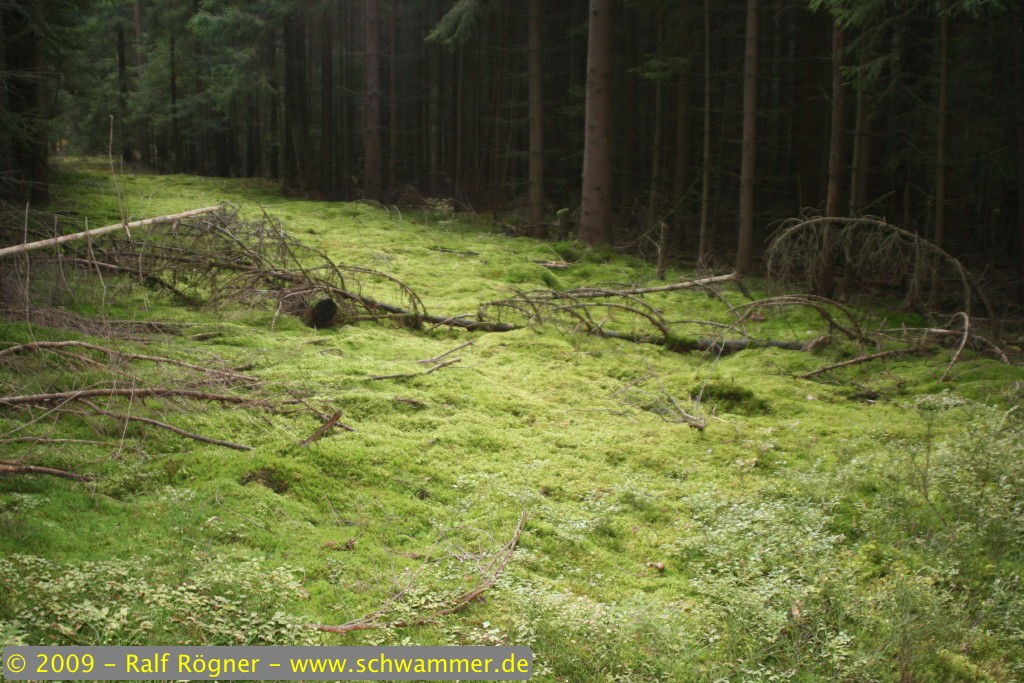 Grasfläche