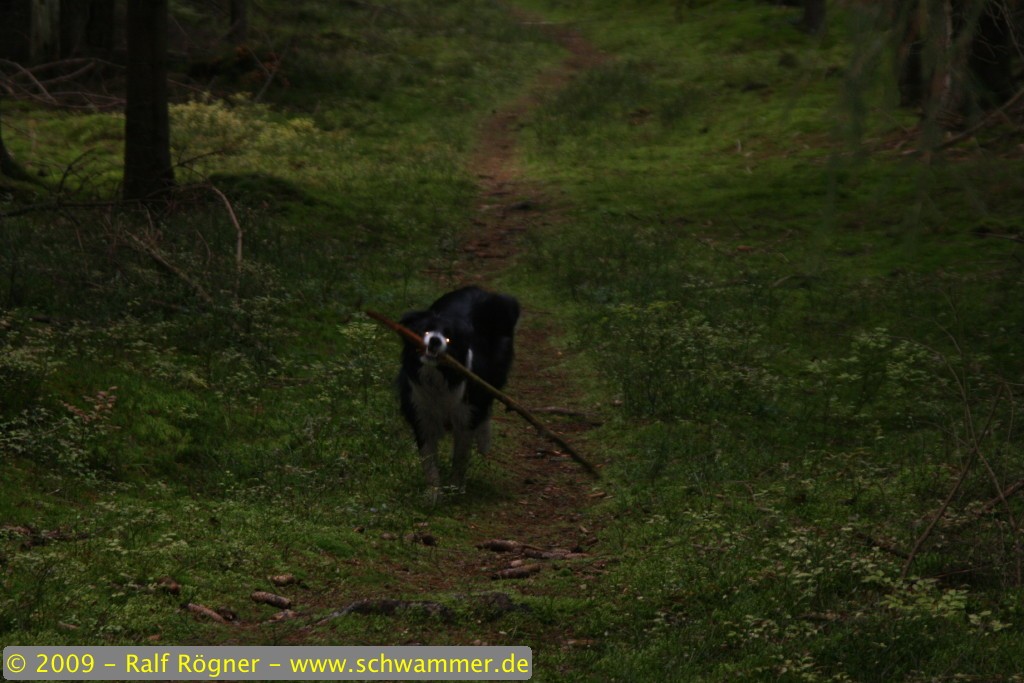 Molly mit Stock