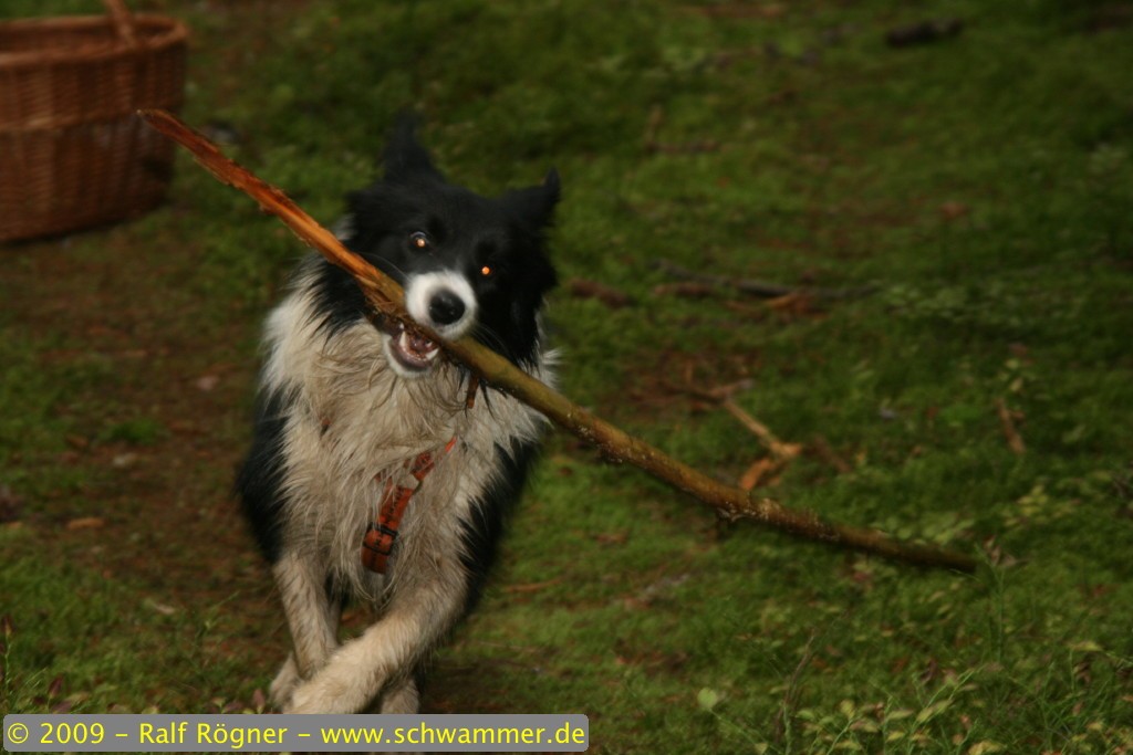 Molly mit Stock