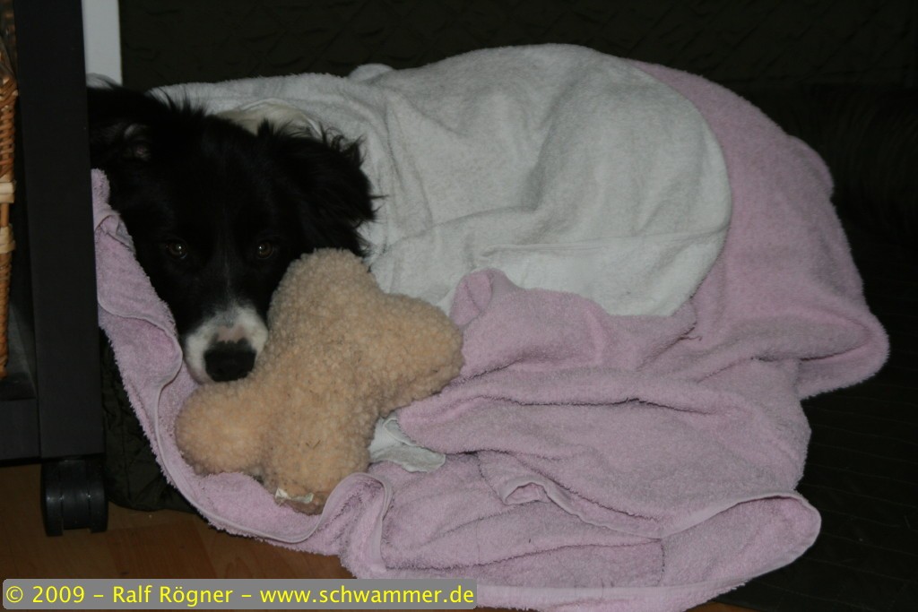 Molly eingekuschelt