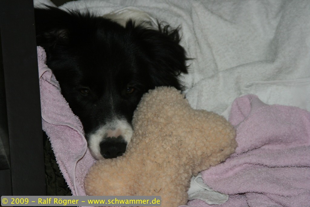 Molly eingekuschelt