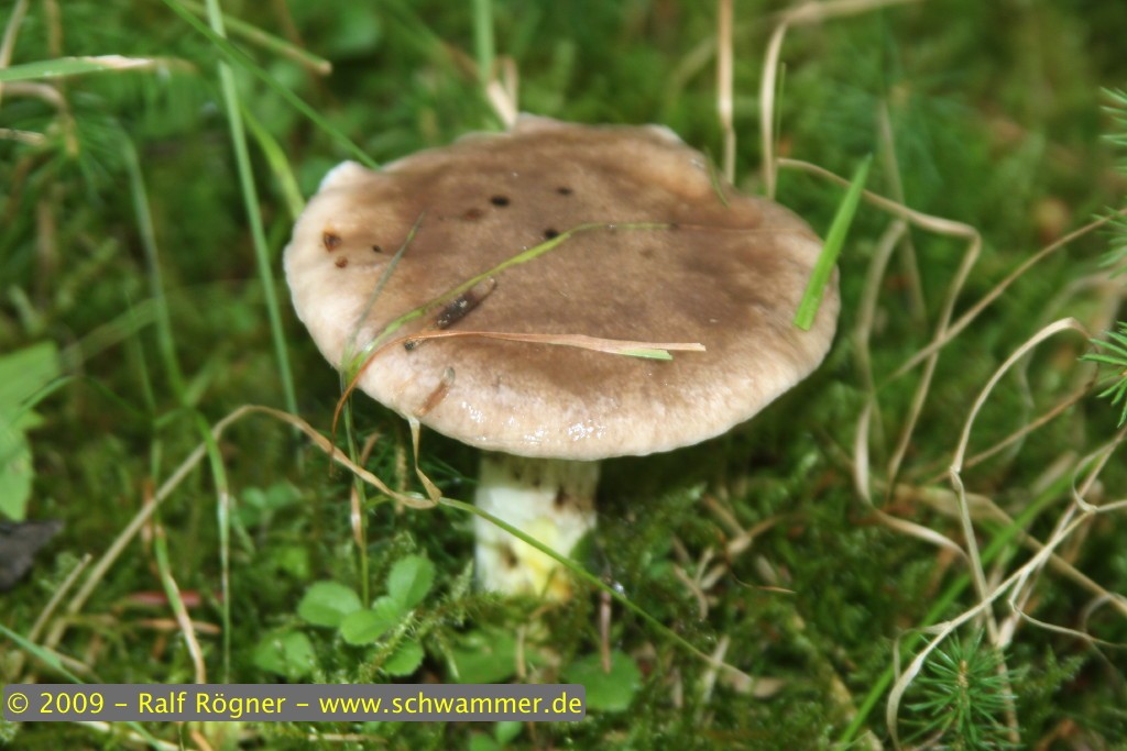 Großer Schmierling (Kuhmaul)