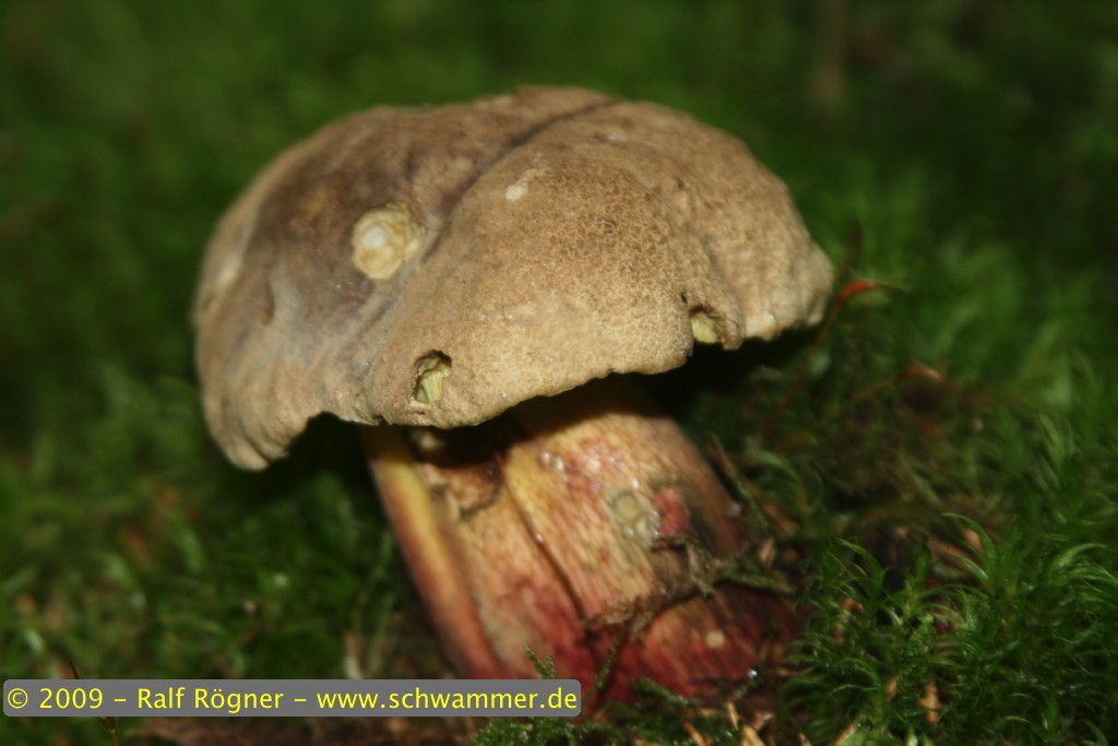 Schönfußröhrling