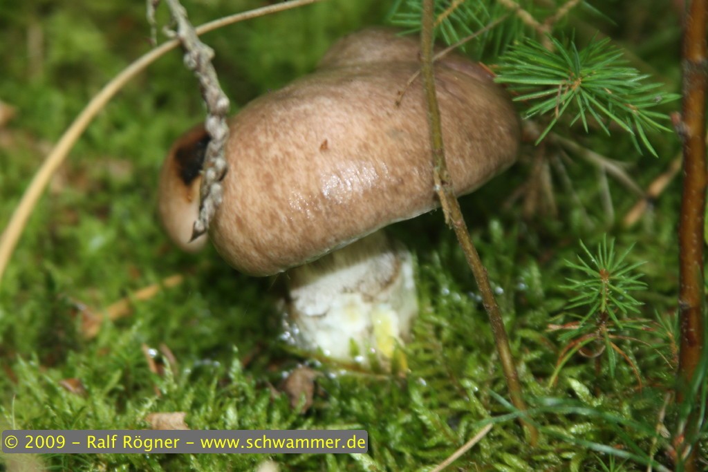 Großer Schmierling (Kuhmaul)