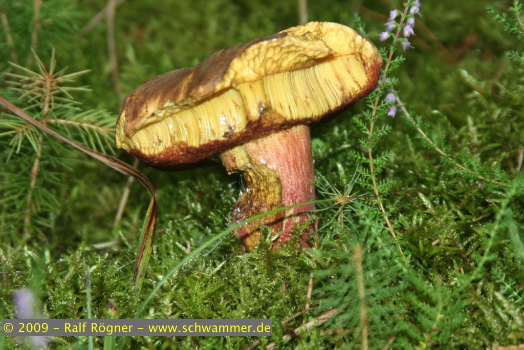 Flockenstieliger Hexenröhrling