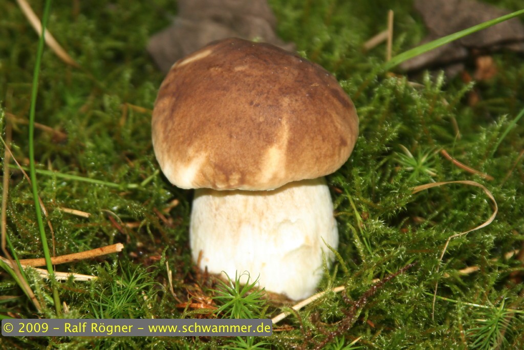 Fichtensteinpilz