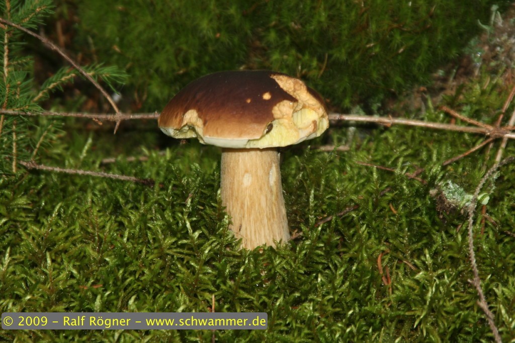 Fichtensteinpilz