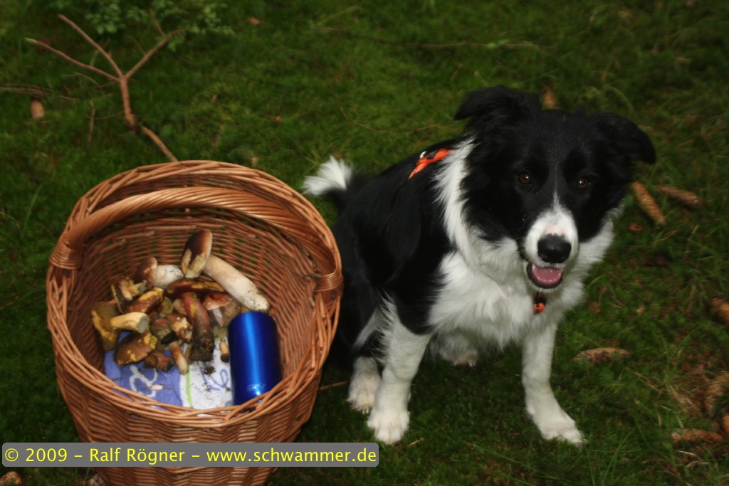 Molly bewacht den Korb
