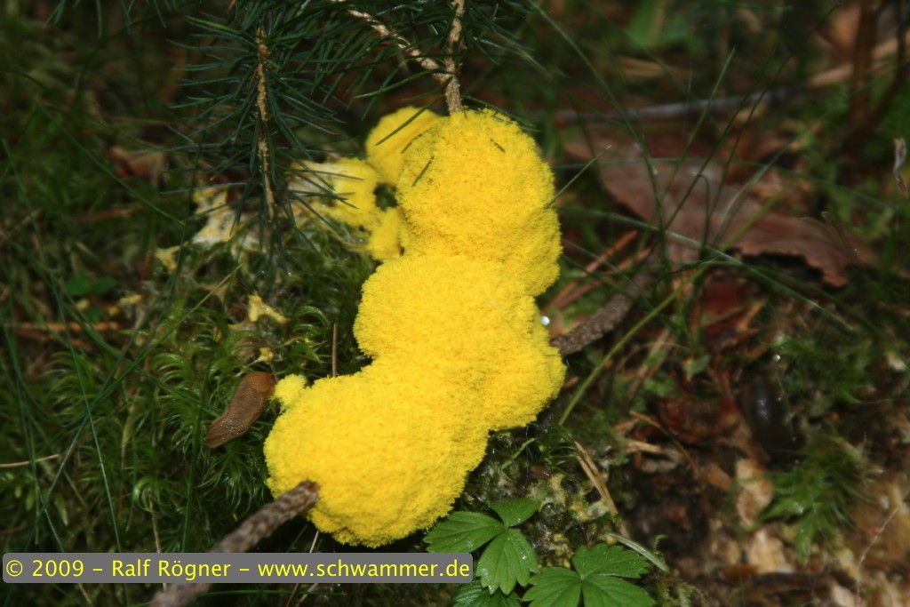 Gelbe Lohblüte