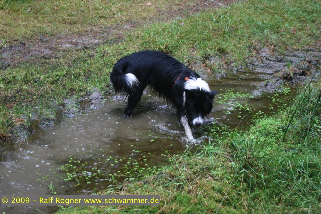 Molly in Pfütze
