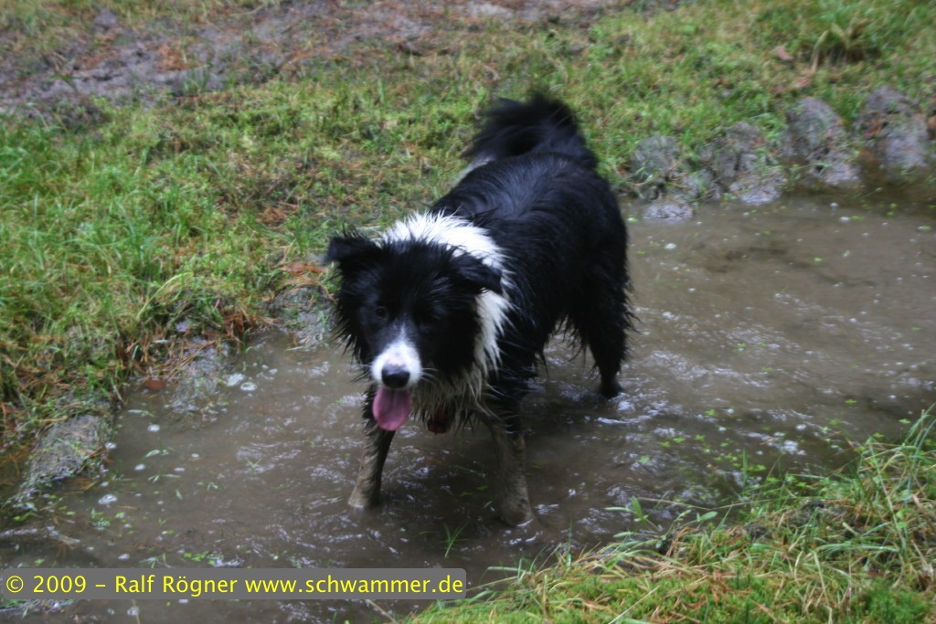 Molly in Pfütze