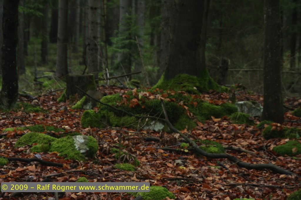 Landschaft