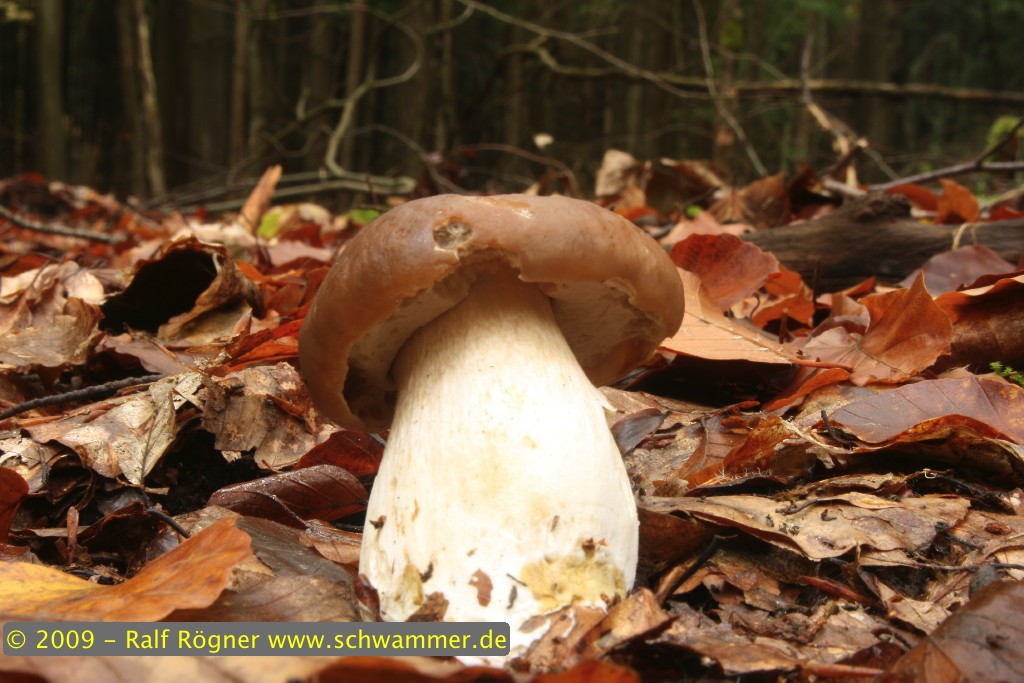 Fichtensteinpilz