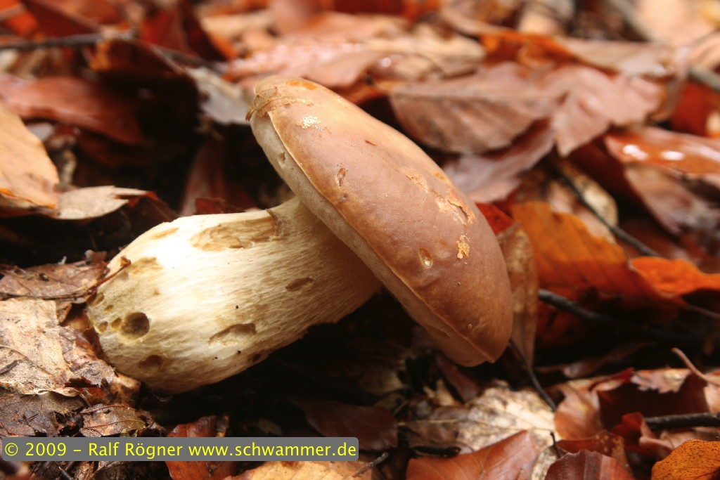 Fichtensteinpilz
