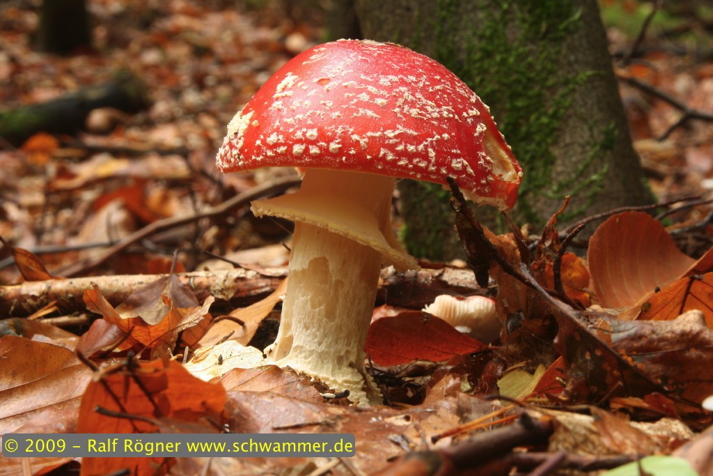 Fliegenpilz