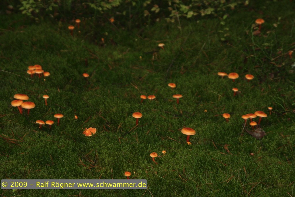 Falsche Pfifferlinge