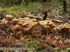 Trompetenpfifferlinge