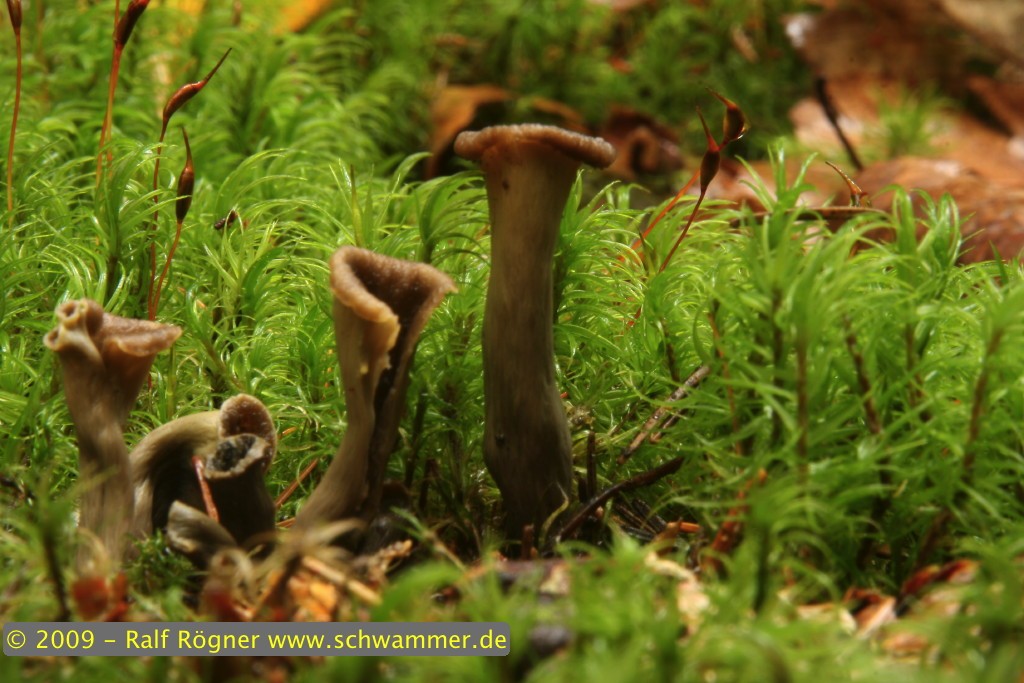Herbsttrompete