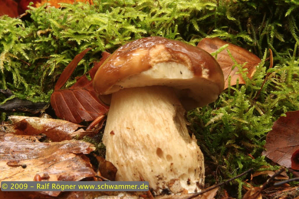 Fichtensteinpilz