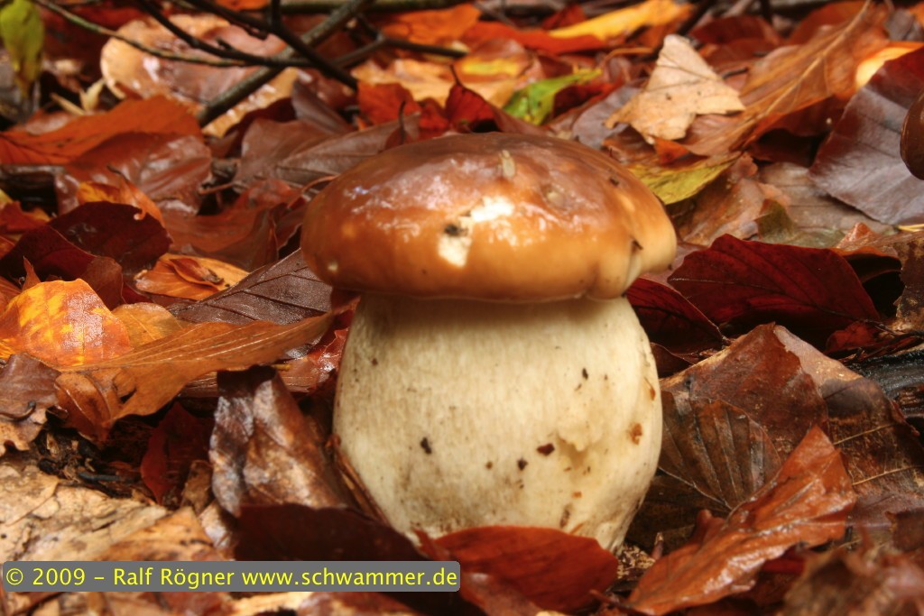 Fichtensteinpilz