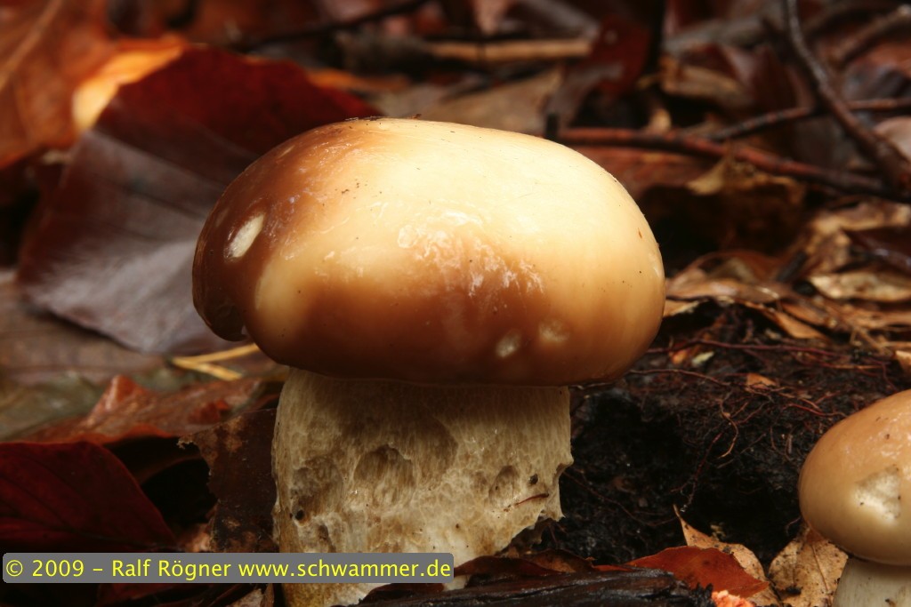 Fichtensteinpilz