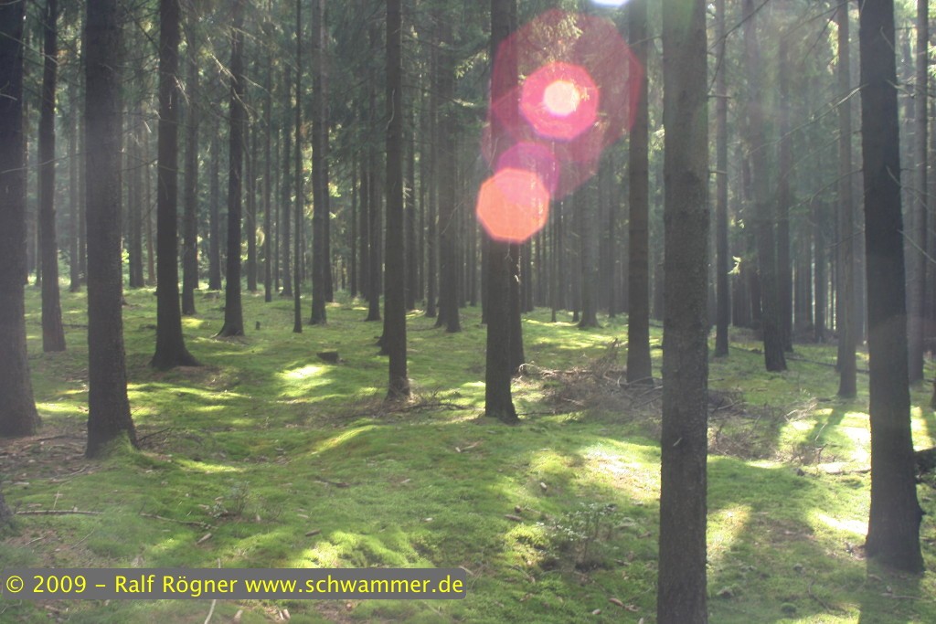 Waldimpressionen