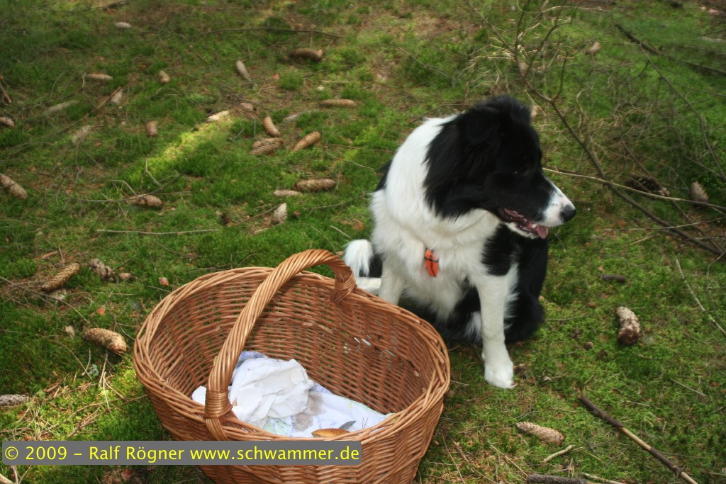 Molly bewacht den Korb