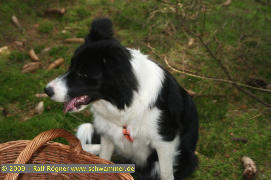 Molly bewacht den Korb