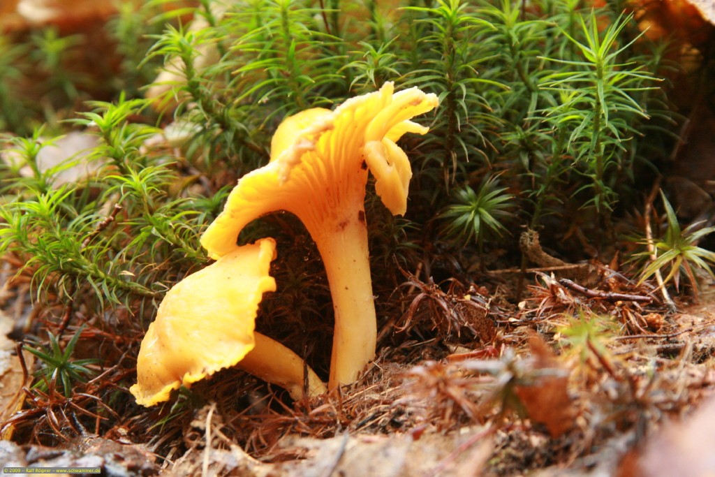 Pfifferlinge