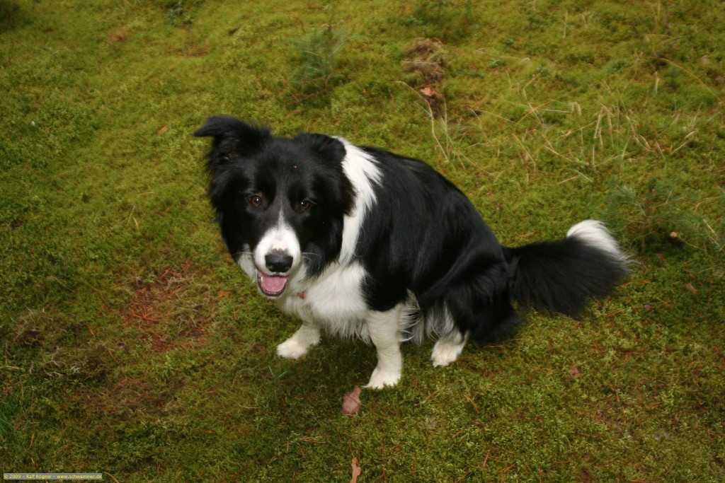 Molly